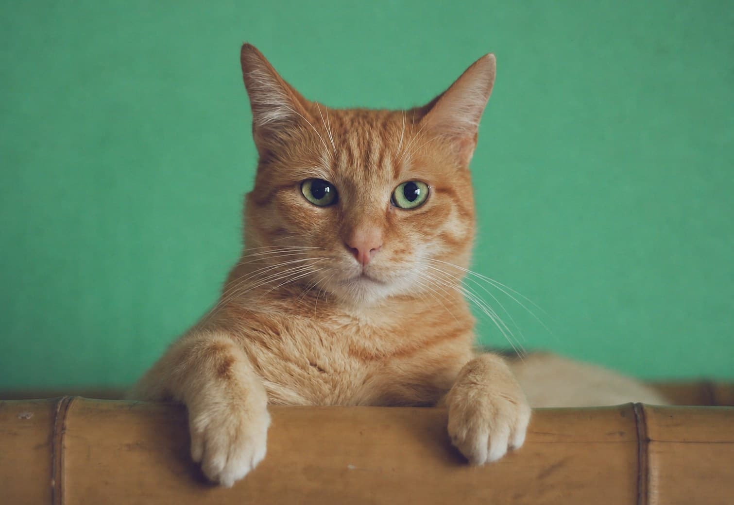 Luna, a ginger tabby cat