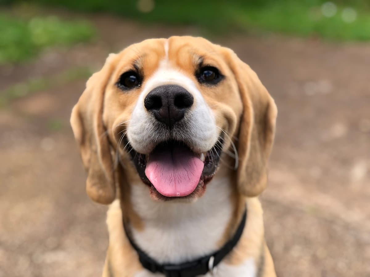 A dog looking attentively at the camera