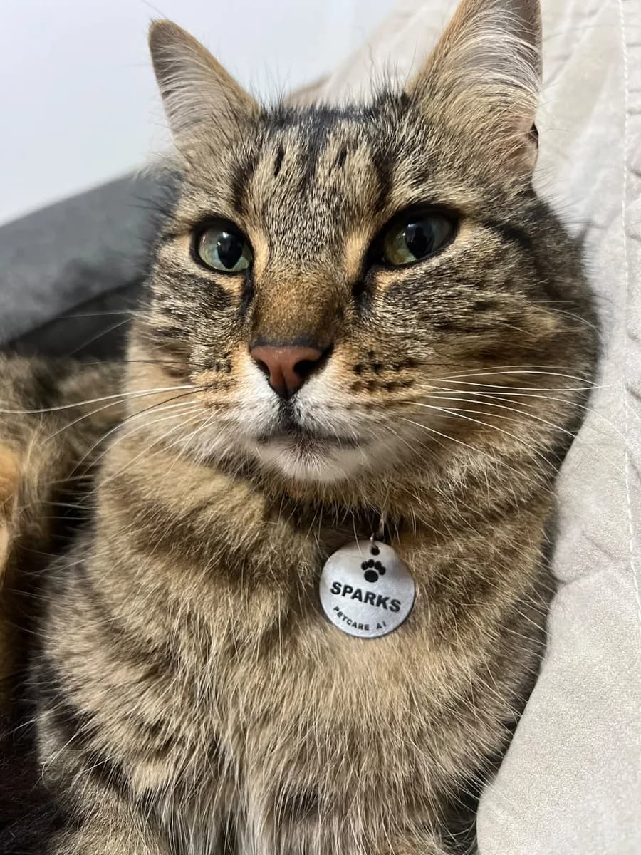 inline-cat-collar-tag