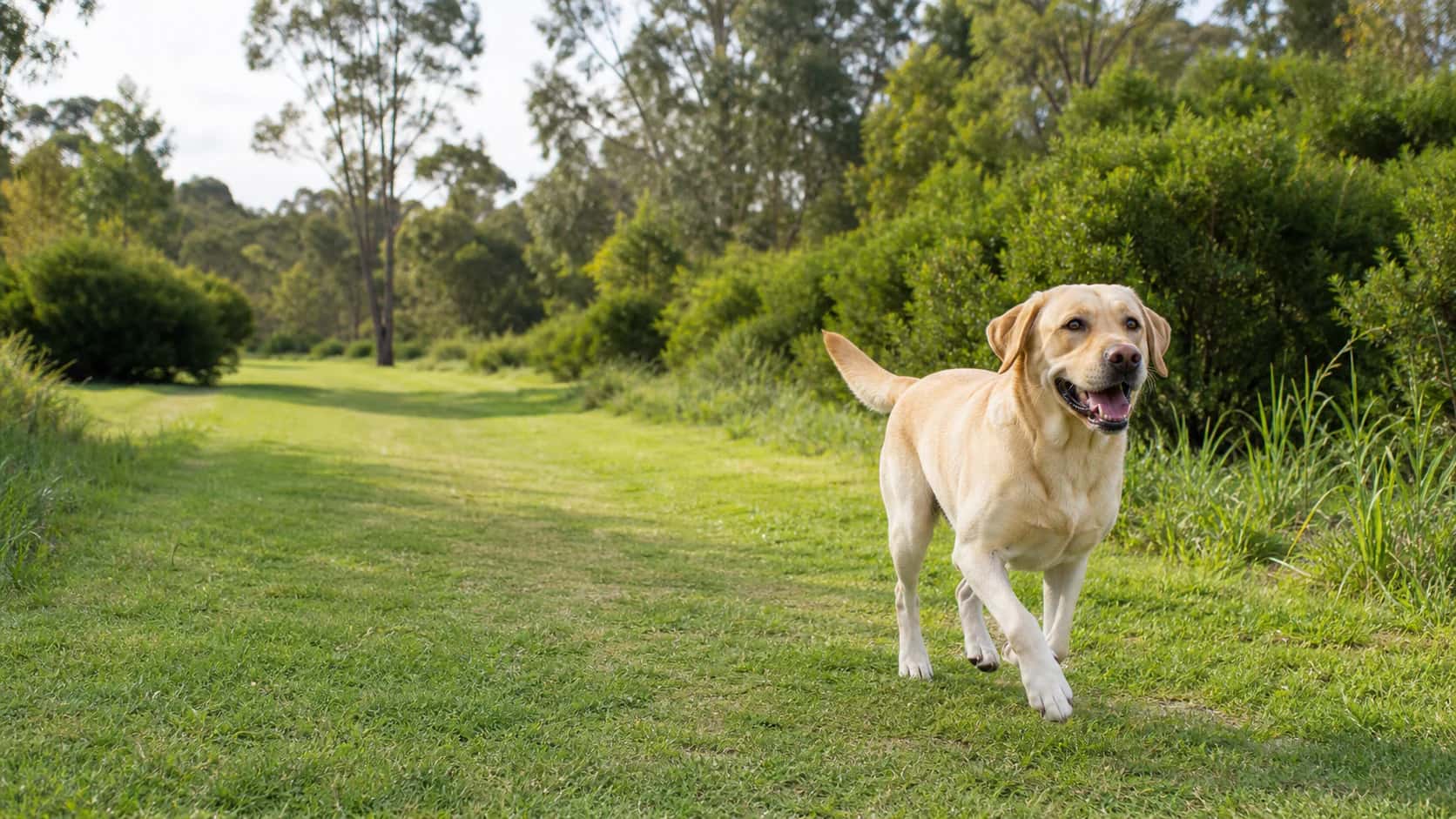 A resting dog being monitored at home